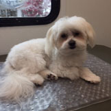 Glamour Pet Spaw